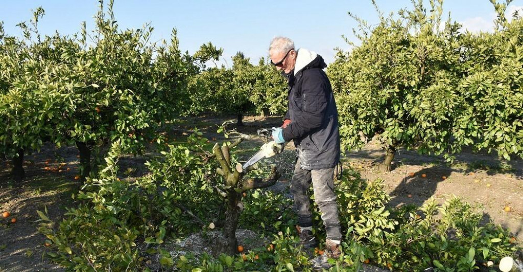 Ispilao tisuću stabala mandarine