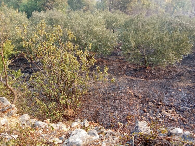 FOTO-VIDEO: Izgorio maslinik u Gornjem Velikom Ograđeniku